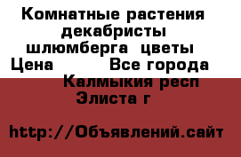 Комнатные растения, декабристы (шлюмберга) цветы › Цена ­ 300 - Все города  »    . Калмыкия респ.,Элиста г.